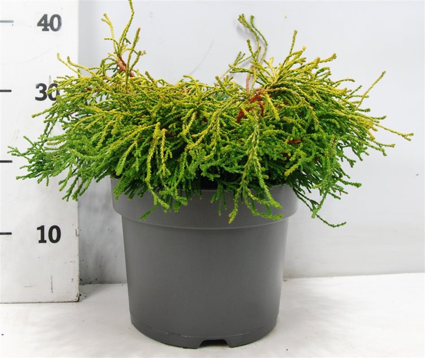 Chamaecyparis o. 'Gitte' - C7.5 30-40 CM